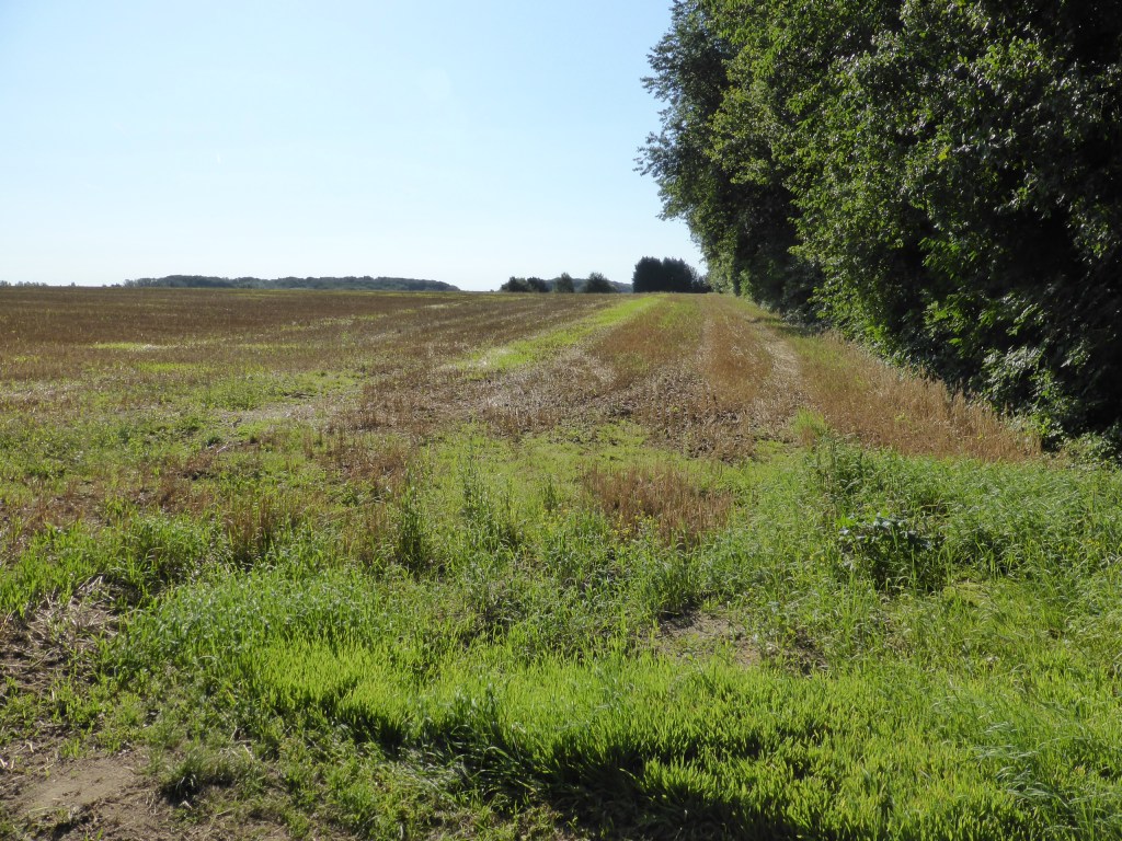 Vue du Vieux Chemin de Louvain, au centre de la photo et en regardant vers le sud, actuellement un champ agricole. Photo auteur