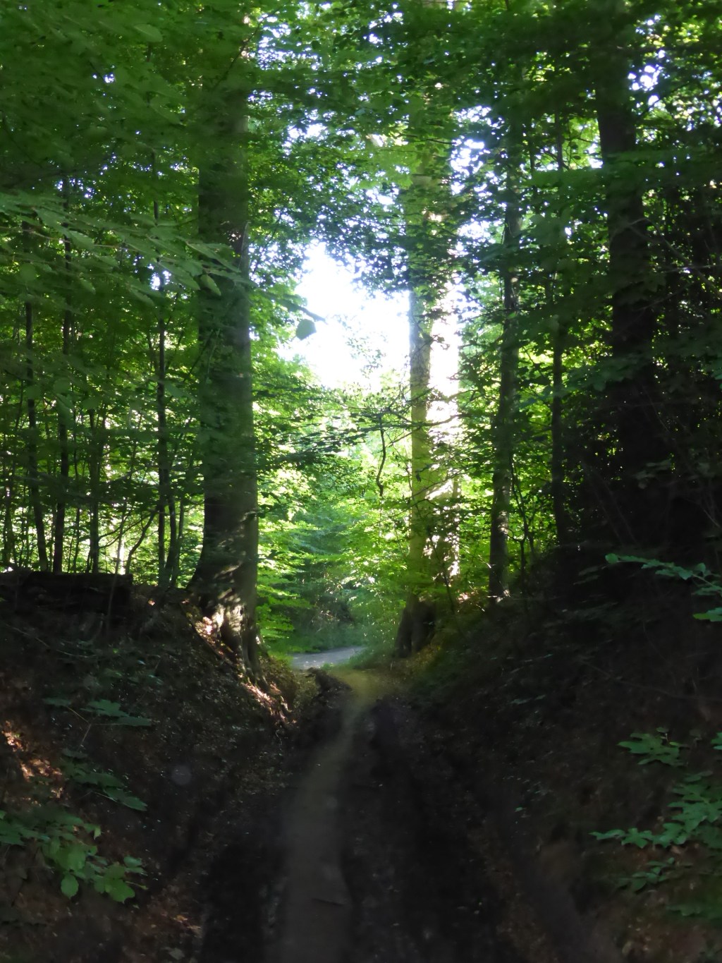 Vieux Chemin de Louvain à Hamme-Mille – Menait-il à Louvain&nbsp;?