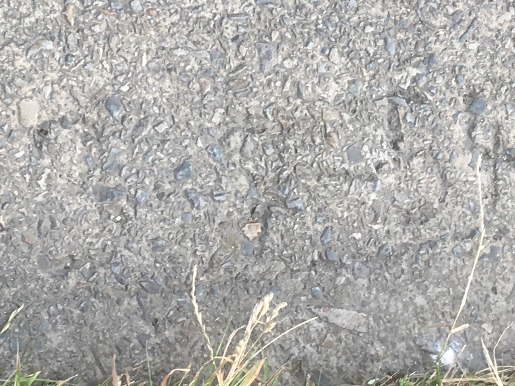 La disparition du tram: changement de voie&nbsp;(3)